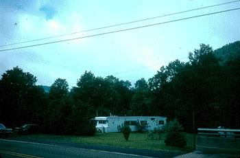 buttonwood